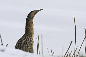 Botaurus Stellaris Impressions: Roerdomp, Eurasian Bittern, Botaurus stellaris