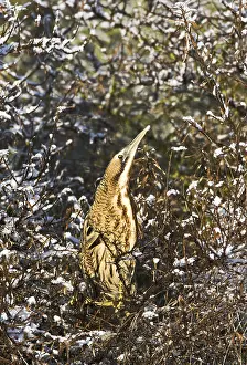 Botaurus Stellaris Images Impressions: Roerdomp, Eurasian Bittern, Botaurus stellaris