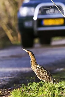 Botaurus Stellaris Impressions: Roerdomp, Eurasian Bittern, Botaurus stellaris