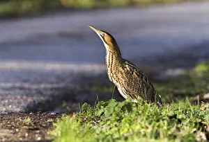 Botaurus Stellaris Impressions: Roerdomp, Eurasian Bittern, Botaurus stellaris