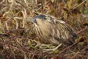 Botaurus Stellaris Impressions: Roerdomp, Eurasian Bittern, Botaurus stellaris