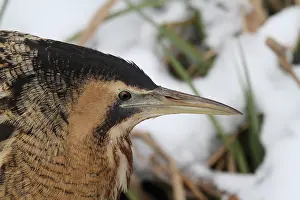 Botaurus Stellaris Impressions: Roerdomp, Eurasian Bittern, Botaurus stellaris