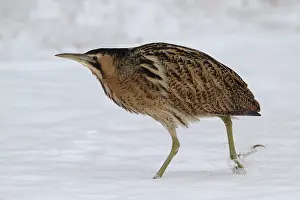 Botaurus Stellaris Impressions: Roerdomp, Eurasian Bittern, Botaurus stellaris