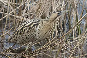 Eurasian Bittern Habitat Impressions: Roerdomp, Eurasian Bittern, Botaurus stellaris