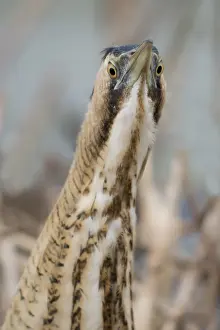 Botaurus Stellaris Impressions: Roerdomp, Eurasian Bittern, Botaurus stellaris