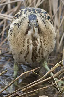 Botaurus Stellaris Habitat Impressions: Roerdomp, Eurasian Bittern, Botaurus stellaris