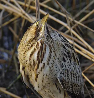 Botaurus Stellaris Impressions: Roerdomp, Eurasian Bittern, Botaurus stellaris