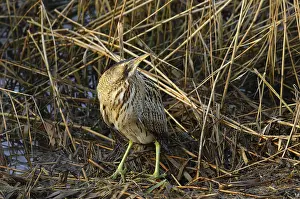 Botaurus Stellaris Impressions: Roerdomp, Eurasian Bittern, Botaurus stellaris