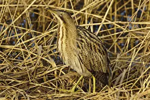 Botaurus Stellaris Impressions: Roerdomp, Eurasian Bittern, Botaurus stellaris