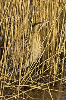Botaurus Stellaris Impressions: Roerdomp, Eurasian Bittern, Botaurus stellaris
