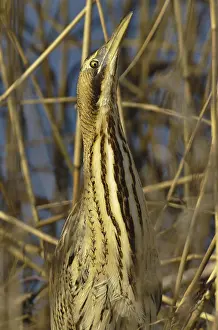 Botaurus Stellaris Impressions: Roerdomp, Eurasian Bittern, Botaurus stellaris