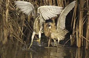Botaurus Stellaris Habitat Impressions: Roerdomp, Eurasian Bittern, Botaurus stellaris