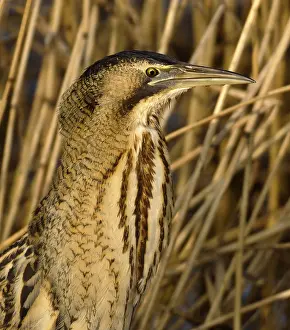 Botaurus Stellaris Impressions: Roerdomp, Eurasian Bittern, Botaurus stellaris