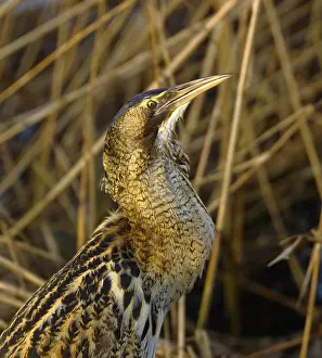 Botaurus Stellaris Impressions: Roerdomp, Eurasian Bittern, Botaurus stellaris