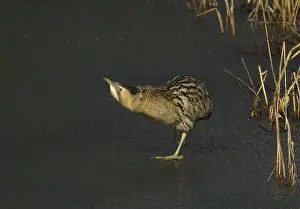 Eurasian Bittern Habitat Impressions: Roerdomp, Eurasian Bittern, Botaurus stellaris