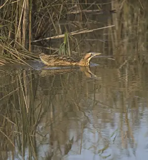 Botaurus Stellaris Habitat Impressions: Roerdomp, Eurasian Bittern, Botaurus stellaris