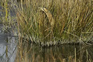 Botaurus Stellaris Impressions: Roerdomp, Eurasian Bittern, Botaurus stellaris