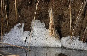 Botaurus Stellaris Impressions: Roerdomp; Eurasian Bittern; Botaurus stellaris