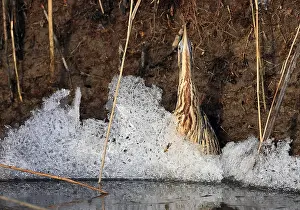 Botaurus Stellaris Impressions: Roerdomp, Eurasian Bittern, Botaurus stellaris