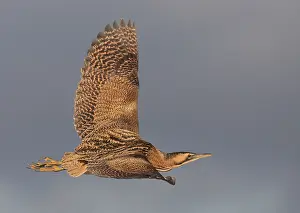 Botaurus Stellaris Impressions: Roerdomp, Eurasian Bittern, Botaurus stellaris
