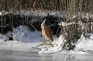 Botaurus Stellaris Impressions: Roerdomp Eurasian Bittern Botaurus stellaris