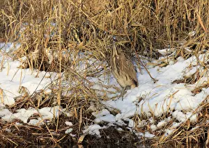 Botaurus Stellaris Impressions: Roerdomp Eurasian Bittern; Botaurus stellaris;