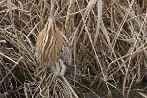 Botaurus Stellaris Impressions: Roerdomp, Eurasian Bittern, Botaurus stellaris