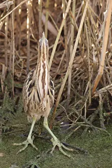 Botaurus Stellaris Impressions: Roerdomp, Eurasian Bittern, Botaurus stellaris
