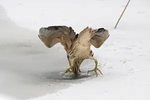 Botaurus Stellaris Impressions: Roerdomp, Eurasian Bittern, Botaurus stellaris