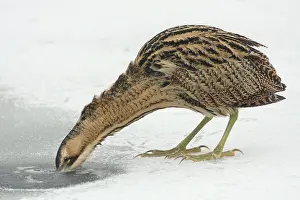 Botaurus Stellaris Impressions: Roerdomp, Eurasian Bittern, Botaurus stellaris