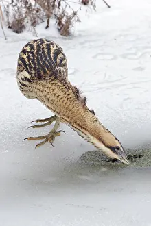 Botaurus Stellaris Impressions: Roerdomp, Eurasian Bittern, Botaurus stellaris