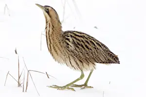 Botaurus Stellaris Impressions: Roerdomp, Eurasian Bittern, Botaurus stellaris