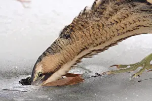 Botaurus Stellaris Impressions: Roerdomp, Eurasian Bittern, Botaurus stellaris