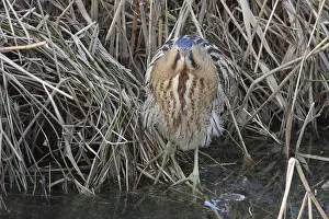 Botaurus Stellaris Impressions: Roerdomp, Eurasian Bittern, Botaurus stellaris