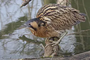 Eurasian Bittern Habitat Impressions: Roerdomp, Eurasian Bittern, Botaurus stellaris