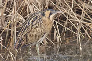 Botaurus Stellaris Habitat Impressions: Roerdomp, Eurasian Bittern, Botaurus stellaris