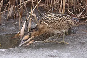 Botaurus Stellaris Impressions: Roerdomp, Eurasian Bittern, Botaurus stellaris