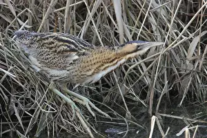 Botaurus Stellaris Impressions: Roerdomp, Eurasian Bittern, Botaurus stellaris