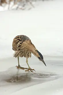 Botaurus Stellaris Impressions: Roerdomp, Eurasian Bittern, Botaurus stellaris