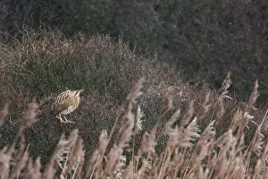 Botaurus Stellaris Impressions: Roerdomp, Eurasian Bittern, Botaurus stellaris