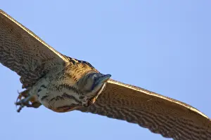 Eurasian Bittern In Flight Impressions: Roerdomp, Eurasian Bittern, Botaurus stellaris