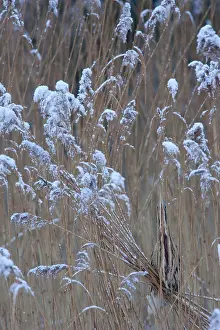 Botaurus Stellaris Impressions: Roerdomp, Eurasian Bittern, Botaurus stellaris