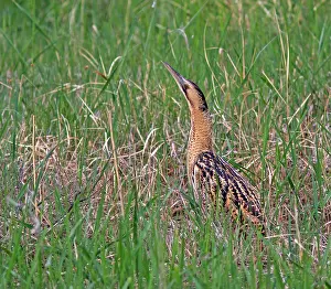 Botaurus Stellaris Impressions: Roerdomp, Eurasian Bittern, Botaurus stellaris