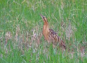 Botaurus Stellaris Impressions: Roerdomp, Eurasian Bittern, Botaurus stellaris