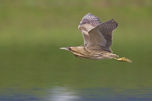 Botaurus Stellaris Impressions: Roerdomp; Great Bittern; Botaurus stellaris