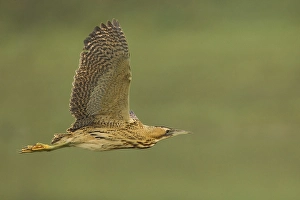Botaurus Stellaris Impressions: Roerdomp; Great Bittern; Botaurus stellaris