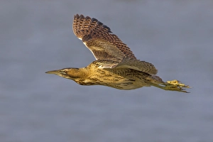 Botaurus Stellaris Impressions: Roerdomp; Great Bittern; Botaurus stellaris