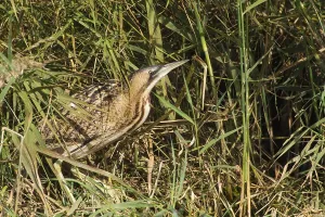 Botaurus Stellaris Impressions: Roerdomp, Great Bittern, Botaurus stellaris