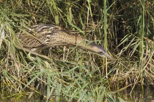 Botaurus Stellaris Impressions: Roerdomp, Great Bittern, Botaurus stellaris