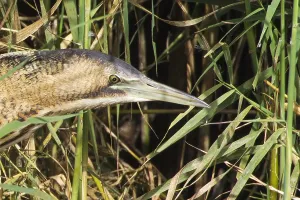 Botaurus Stellaris Habitat Impressions: Roerdomp, Great Bittern, Botaurus stellaris